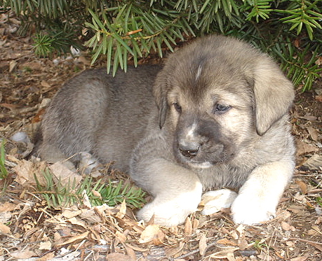 Alexandra - 6 weeks old
Moses de Babia x Delilah Tornado Erben
07.02.2009

Keywords: jordan puppyusa