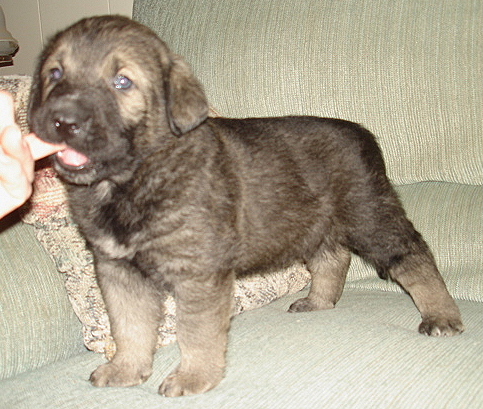 Aliya
Moses de Babia x Delilah Tornado Erben
07.02.2009

Keywords: jordan puppyusa