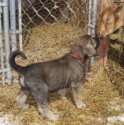 Aliya saying hello to Blossom the goat
Moses de Babia x Delilah Tornado Erben
07.02.2009

Keywords: flck jordan