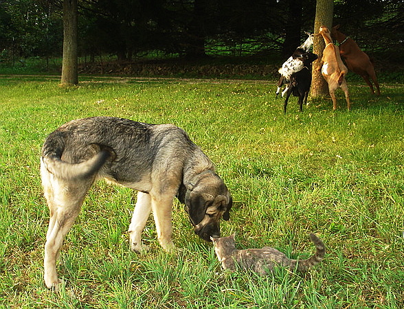 Aliya - distracted by the cat while the goats get into mischief
Keywords: flock pet jordan