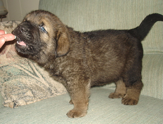 Amos - 5 weeks old
Moses de Babia x Delilah Tornado Erben
07.02.2009

Keywords: jordan puppyusa