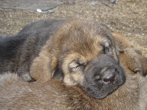 Amos
Moses de Babia x Delilah Tornado Erben
07.02.2009

Keywords: jordan puppyusa