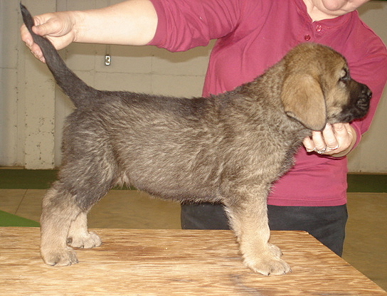 Amos - 7 weeks old
Moses de Babia x Delilah Tornado Erben
07.02.2009

Keywords: jordan puppyusa