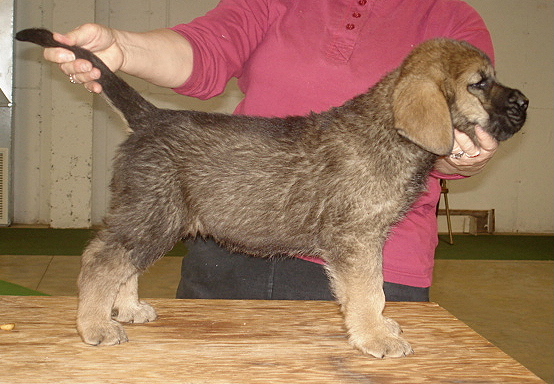 Amos - 7 weeks old
Moses de Babia x Delilah Tornado Erben
07.02.2009

Keywords: jordan puppyusa