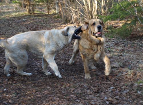 Anja and Elton z Kraje Sokolu (Massai) at play.....springtime is coming.....
Anais Rio Rita and Elton z Kraje Sokolu
Keywords: anuler