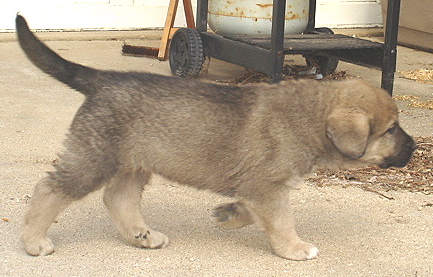 Antonio - 6 weeks old
Moses de Babia x Delilah Tornado Erben
07.02.2009

Keywords: jordan puppyusa