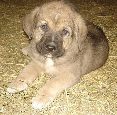 Antonio
Moses de Babia x Delilah Tornado Erben
07.02.2009

Keywords: jordan puppyusa