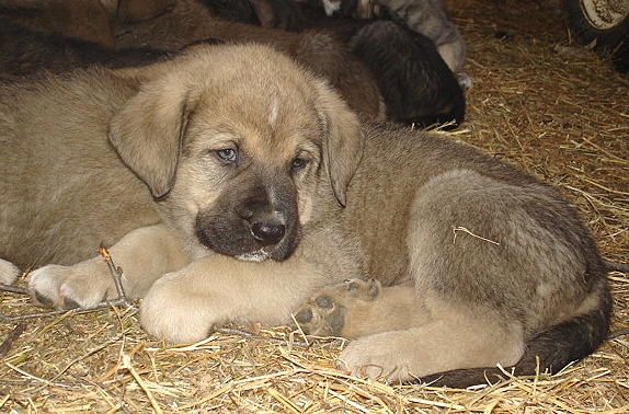 Antonio
Moses de Babia x Delilah Tornado Erben
07.02.2009

Keywords: jordan puppyusa