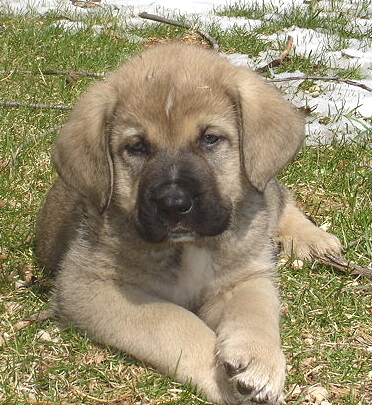 Antonio -  7 weeks old
Moses de Babia x Delilah Tornado Erben
07.02.2009

Keywords: jordan puppyusa