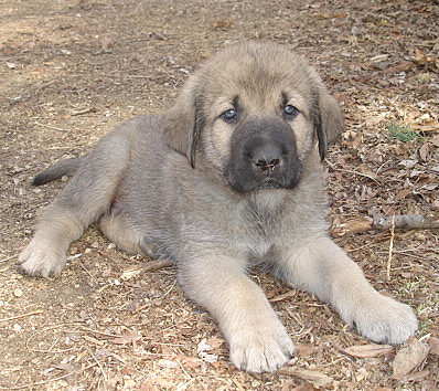 Aristotle - 6 weeks old - a very wise boy
Moses de Babia x Delilah Tornado Erben
07.02.2009

Keywords: jordan puppyusa