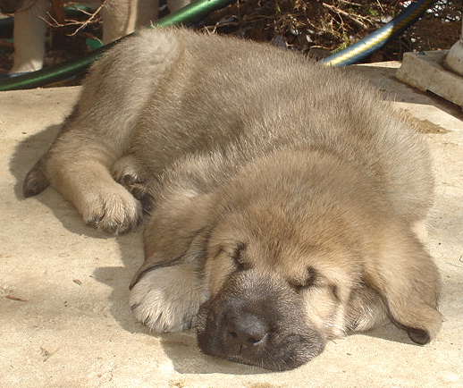 Aristotle - 7 weeks old
Moses de Babia x Delilah Tornado Erben
07.02.2009

Keywords: jordan jordan puppyusa