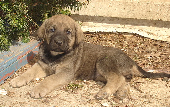 Athena - 6 weeks old
Moses de Babia x Delilah Tornado Erben
07.02.2009

Keywords: jordan puppyusa