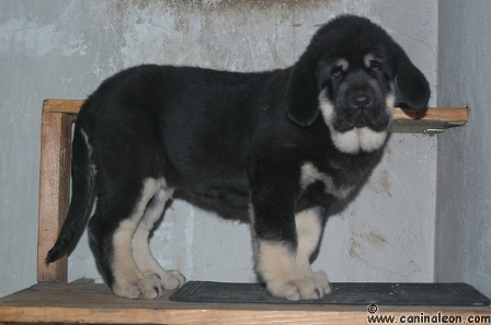 Roli con 2 meses
Ron de Babia X Concha de Babia
Keywords: valderaduey