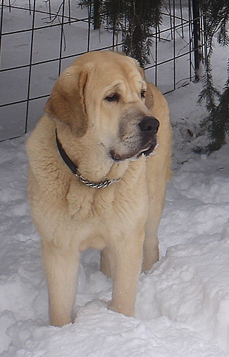 Brisa 10 months old
Keywords: snow nieve jordan