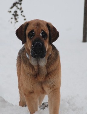 Amos 9 months old
Playing in the snow in Colorado

Moses de Babia x Delilah Tornado Erben
07.02.2009 
Keywords: snow nieve jordan