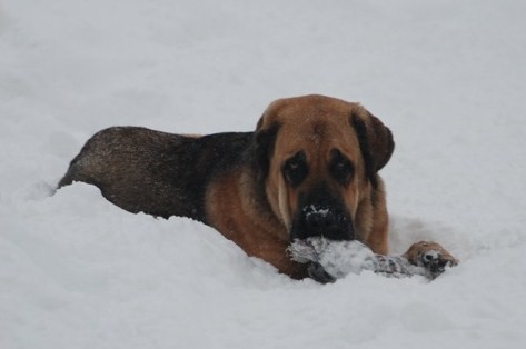 Amos 9 months old
Enjoying the Fall weather in Colorado

Moses de Babia x Delilah Tornado Erben
07.02.2009 
Keywords: snow nieve jordan