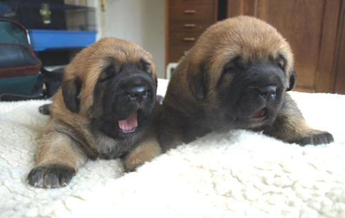 2 weeks old female puppies
Est Ch Elton z Kraje Sokolu X Baltic JW-07, Baltic W-07 Coco Herbu Wielka Lapa
Keywords: anuler