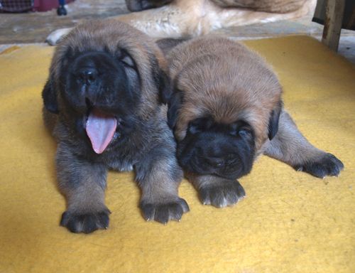 2 weeks old female puppies
Est Ch Elton z Kraje Sokolu X Baltic JW-07, Baltic W-07 Coco Herbu Wielka Lapa
Keywords: anuler