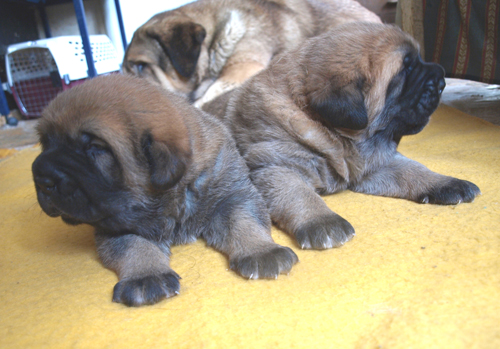 2 weeks old female puppies
Est Ch Elton z Kraje Sokolu X Baltic JW-07, Baltic W-07 Coco Herbu Wielka Lapa
Trefwoorden: anuler