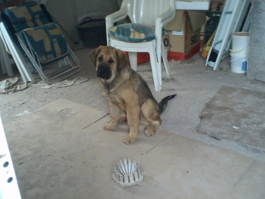 Cuende
Zamarro de Abelgas X Isara de Abelgas
Keywords: puppyspain puppy cachorro zamarro de abelgas isara de abelgas