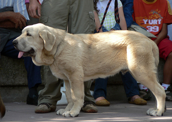 Zeus de Fuente Mimbre
Mejor Cachorro Absoluto, Monográfica Nacional en España 2006 
Cañón de Fuente Mimbre x Sobia de Ablanera
Propietario: “Los Montes Pravianos”.

Keywords: pravianos Zeus Montes CaÃ±on Sobia