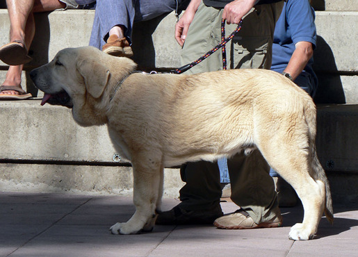 Zeus de Fuente Mimbre
Mejor Cachorro Absoluto, Monográfica Nacional en España 2006 
Cañón de Fuente Mimbre x Sobia de Ablanera
Propietario: “Los Montes Pravianos”.

Keywords: pravianos Zeus Montes CaÃ±on Sobia