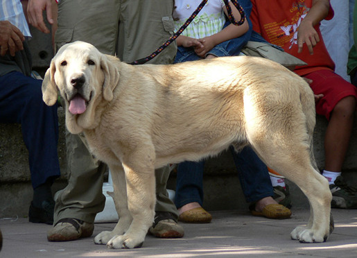 Zeus de Fuente Mimbre
Mejor Cachorro Absoluto, Monográfica Nacional en España 2006 
Cañón de Fuente Mimbre x Sobia de Ablanera
Propietario: “Los Montes Pravianos”.

Keywords: pravianos Montes Pravianos CaÃ±on Sobia