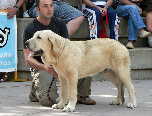 Zeus de Fuentemimbre
Zeus de Fuentemimbre, vencedor absoluto cachorros monografica nacional 2006 España
Cañon de Fuentemimbre x Sobia de Ablanera
Keywords: pravianos