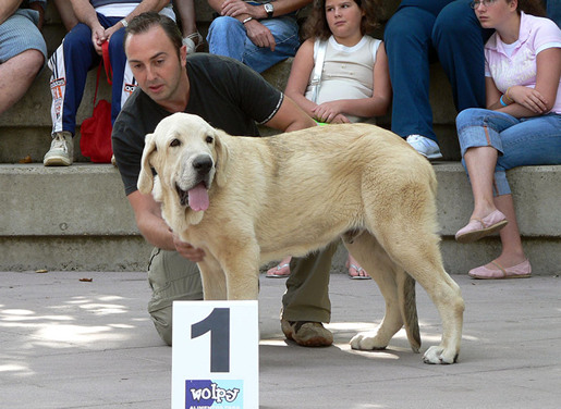 Zeus de Fuente Mimbre
Mejor Cachorro Absoluto, Monográfica Nacional en España 2006 
Cañón de Fuente Mimbre x Sobia de Ablanera
Propietario: “Los Montes Pravianos”.

Keywords: pravianos Zeus, Montes, Ruiz de Bucesta, CaÃ±on