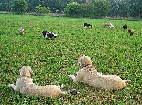 Delilah & Aislinn
learning at mothers side (watching over the goats)
Keywords: flock jordan