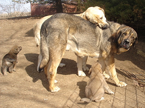 Bonding time
Moses de Babia x Delilah Tornado Erben
07.02.2009

Keywords: jordan puppyusa