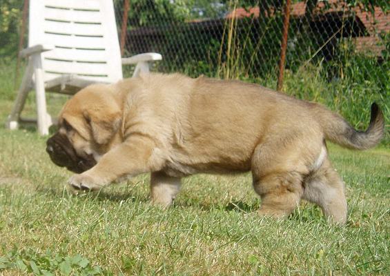 28days old puppy from Deborah Tornado Erben and Basil Mastifland
Keywords: tornado