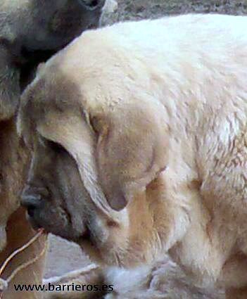 Cachorra de Barrieros
Anahtar kelimeler: barrieros head portrait cabeza