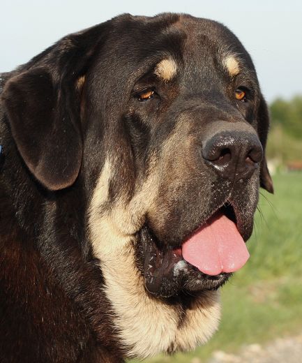 Rodo de Valdejera
(Nistos de Valdejera x Vita de Valdejera) 
Born: 23.08.2007 

Keywords: rodo bubakova head portrait cabeza