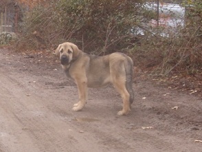 Loba casi 5meses
