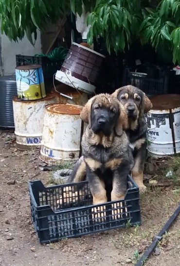 Lola Y Lolo de Parameras y Alcarrias 3 meses
Congo de Campollano X Leslie Tornado Erben
