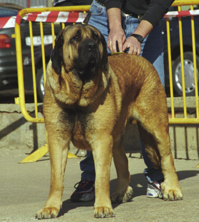 Saska de Antalmuhey en Mansilla de las Mulas 2005
(Rex II de los Mesones x Delta del Valle Escondido) 
Keywords: 2005 duero saska