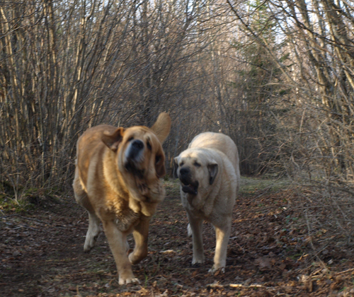 Elton z Kraje Sokolu (Massai) and Anja at play
Elton z Kraje Sokolu and Anais Rio Rita
Keywords: anuler