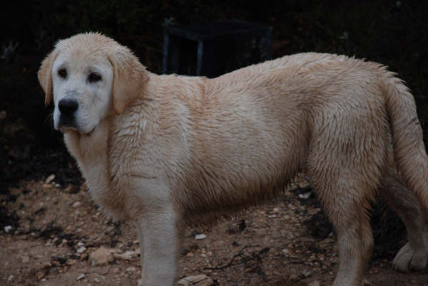 Cachorro de 4 meses
