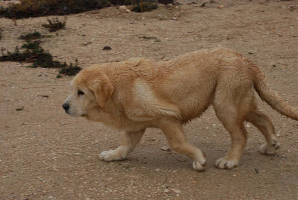 Cachorro de 4 meses 
