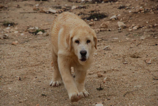 Cachorro de 4 meses 
