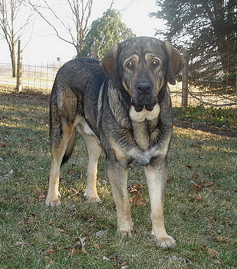 Moses de Babia - 2 years old
Ulises de Babia X Rayas de los Zumbos
Keywords: jordan