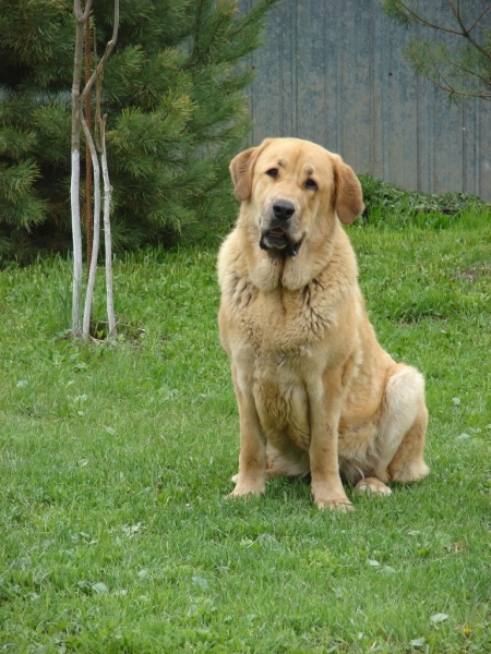 Anabel 17 months 
(Neron de Filandon x Kontesa Sofie Tornado Erben)
Keywords: gennady