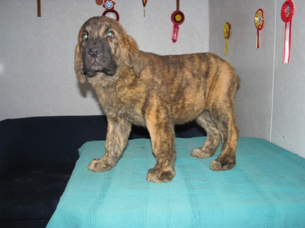 Banderas s Madridskogo Dvora, 2.5 months
Neron de Filandon x Hessi Mastibe

Keywords: puppyrussia cortedemadrid Madridsky Dvor