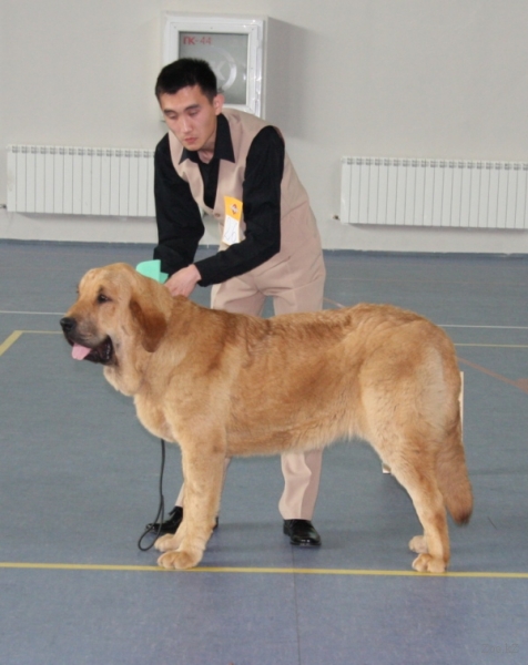 Barco s Madridskogo Dvora 8.5 months 
(Neron fe Filandon x Hessi Mastibe)
Keywords: kazakhstan