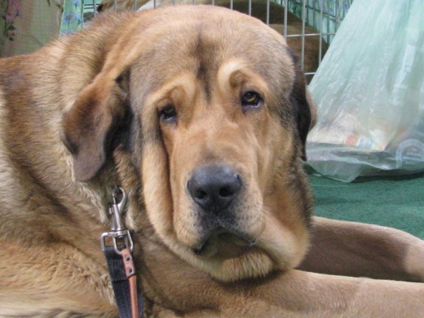 Barbaro de Buxionte 15 months (Surco de FuenteMimbre x Negrita de Buxionte)
Keywords: head portrait cabeza