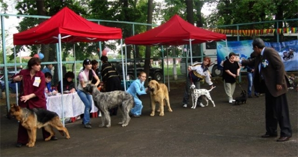 Barco s Madridskogo Dvora 8 months - BIS puppy 1 - 2 x CACIB Dog Show, Tashkent (Uzbekistan), 25-26 April 2009
Judge - De Velga Pinto Teixeira (Portugal)
Keywords: 2009