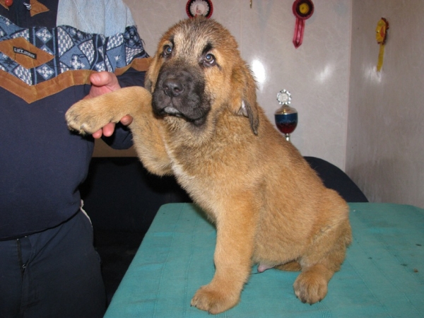 Bolto s Madridskogo Dvora, 2,5 months
Neron de Filandon x Hessi Mastibe

Keywords: puppyrussia cortedemadrid Madridsky Dvor