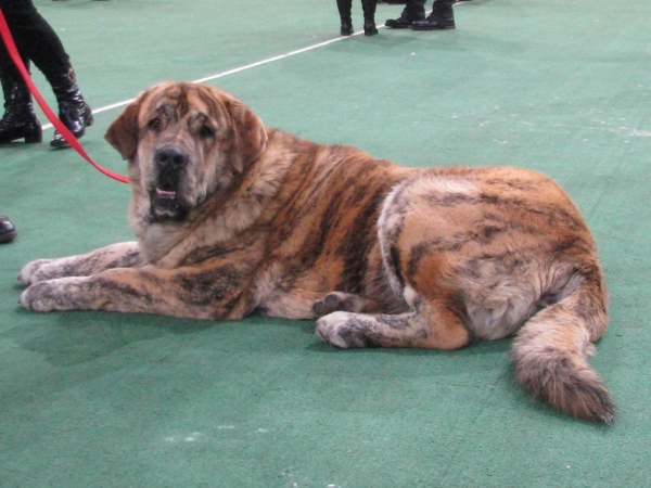 Bono s Madridskogo Dvora (Neron de Filandon x Hessi Mastibe) 17 months
