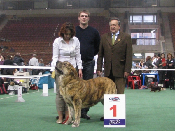 Bono s Madridskogo Dvora (Neron de Filandon x Hessi Mastibe)
17 months
Best male of the show memory Sabaneeva L.P. (30.01.2010 - Moscow, Russia)
Judge - Alfonso Thovar Del Solar (Spain)
